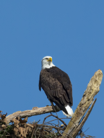 Mr. Roma Weaver Theus II (Wellington, Florida)
